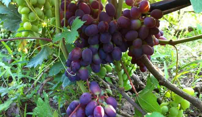 Виноград Краса Донбасса: описание, характеристики, выращивание, отзывы